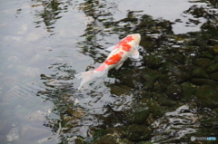 鯉