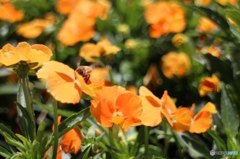 蜂