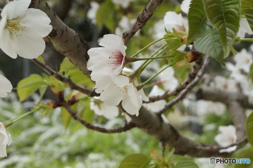 桜
