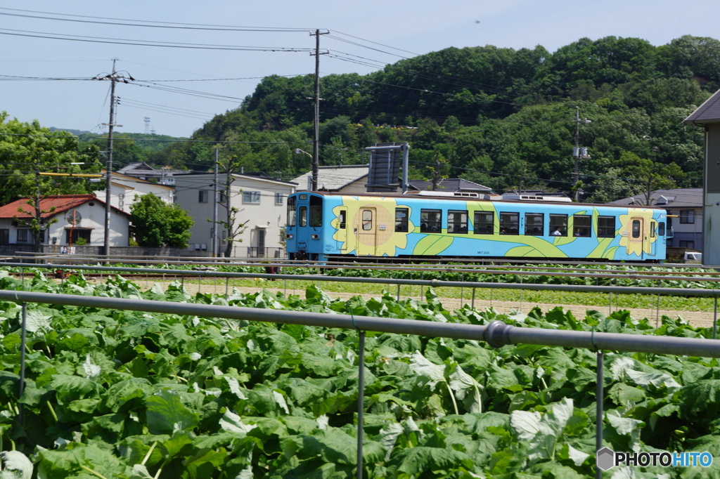 ひまわり電車