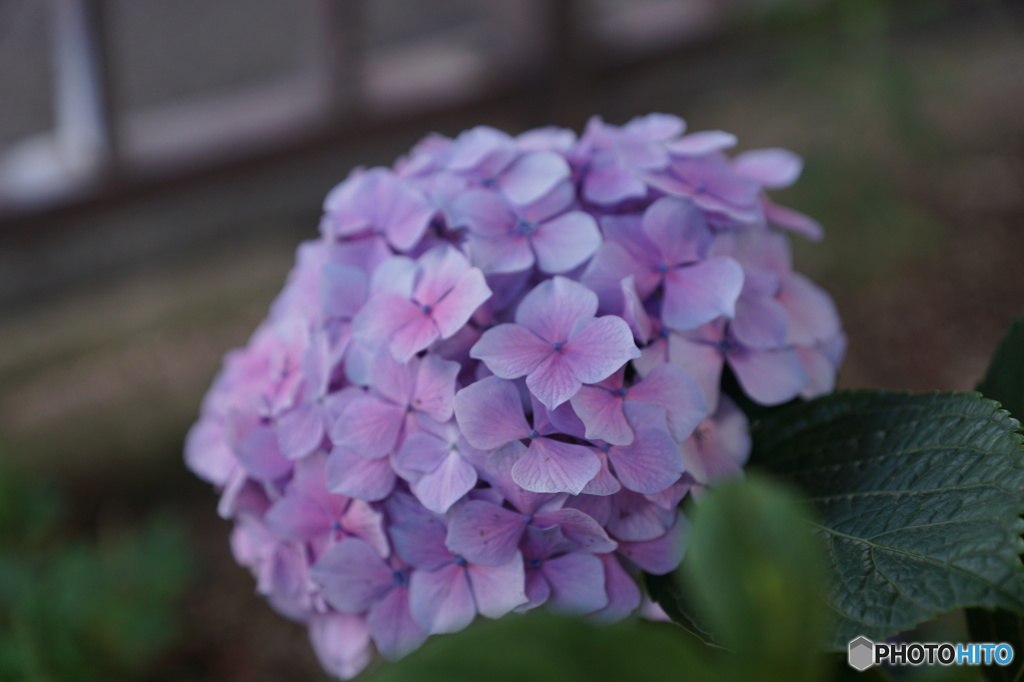 紫陽花