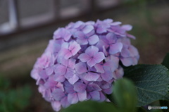 紫陽花