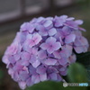 紫陽花
