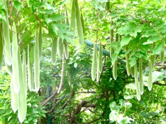 夏