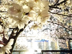 夜桜