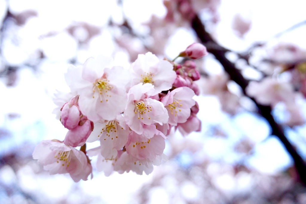 河津桜