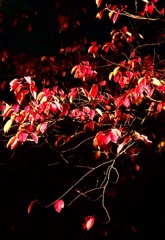 紅葉桜