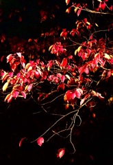 紅葉桜