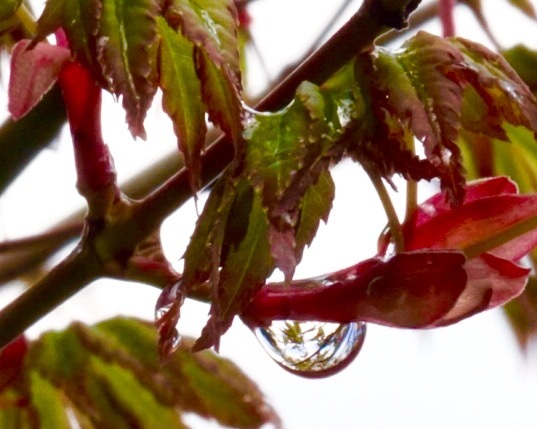 雨粒