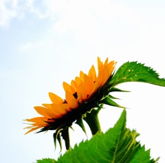 高く