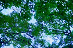 緑雲