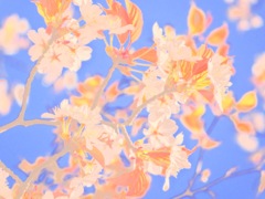 山桜