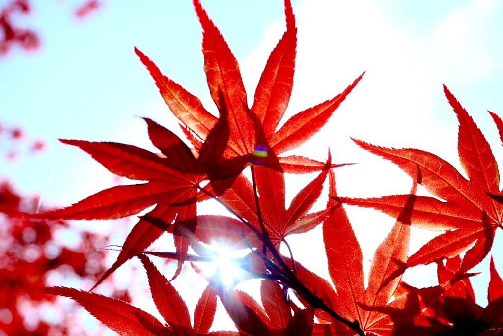 紅葉