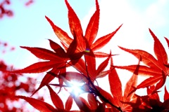 紅葉