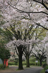 桜_2