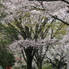 桜_2