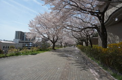 桜吹雪