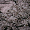 等々力競技場桜
