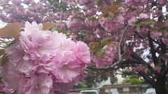 八重桜