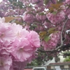 八重桜