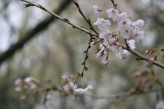 桜_1