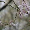 桜_1