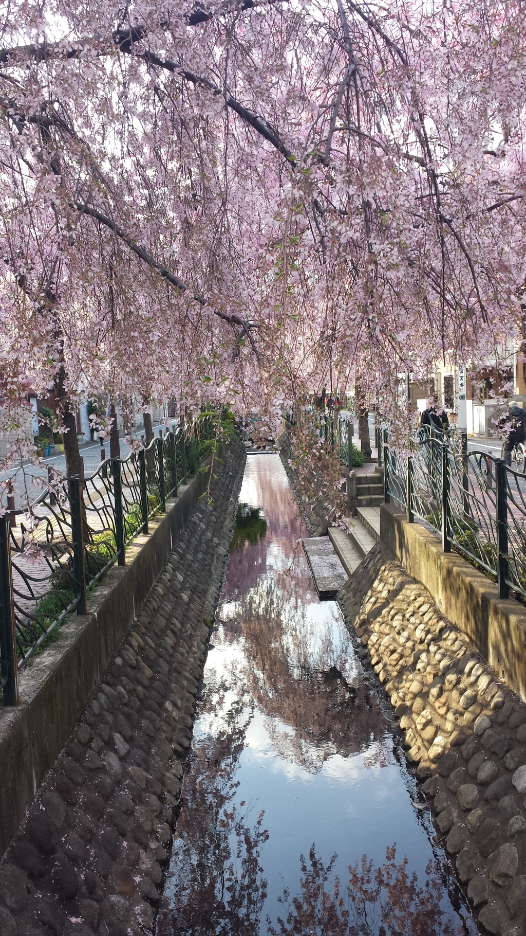 桜のカーテン