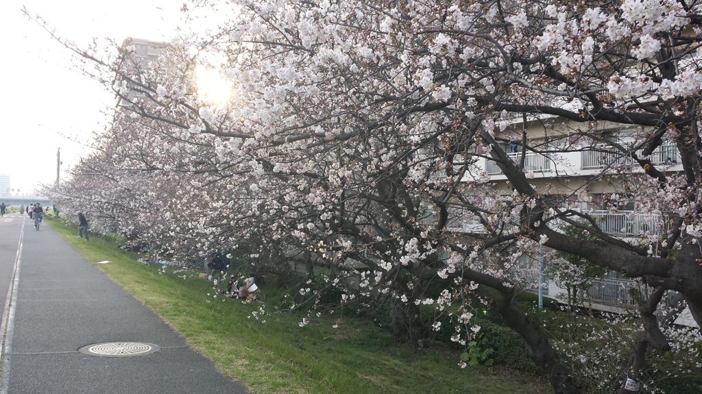 桜を眺めながら