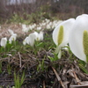 Lysichiton