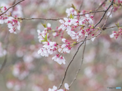 Teraoka Ryokuchi Park 寺岡緑地公園