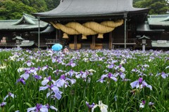 大注連縄と花菖蒲が勝負、勝負！