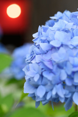 あ・じ・さ・い、君とみた花