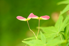 どちらへお出かけですか？
