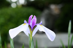 キスしてください。