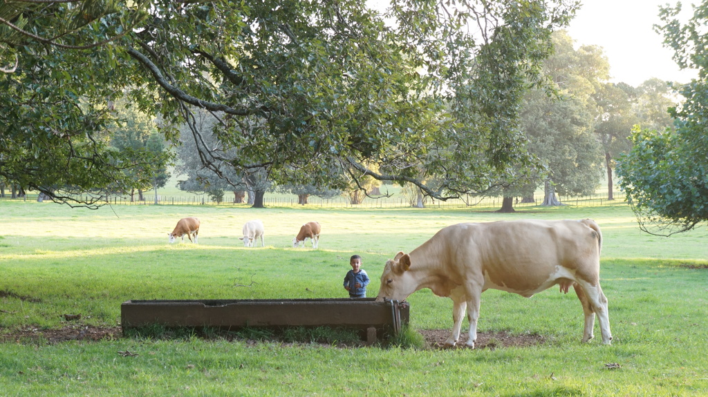 A boy and cows