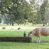 A boy and cows