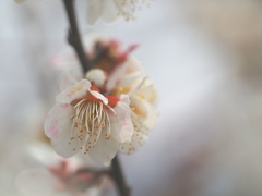 春の香り