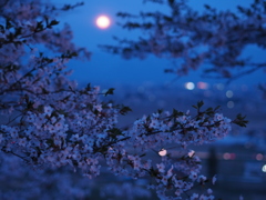 宵桜