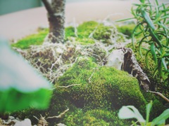 苔てぃっす。