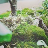 苔てぃっす。