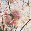 まだまだ咲いてます