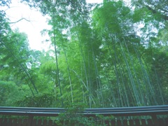 竹って万能らしい