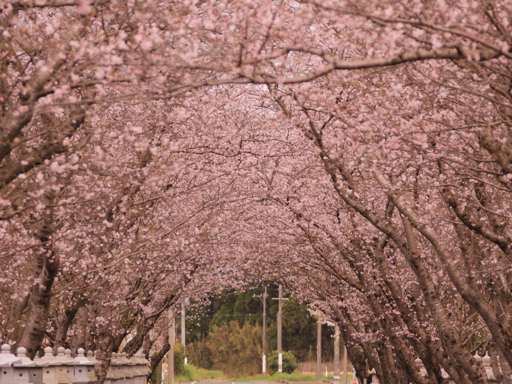 SAKURA街道