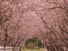 SAKURA街道