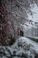 満開と吹雪４