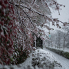 満開と吹雪４