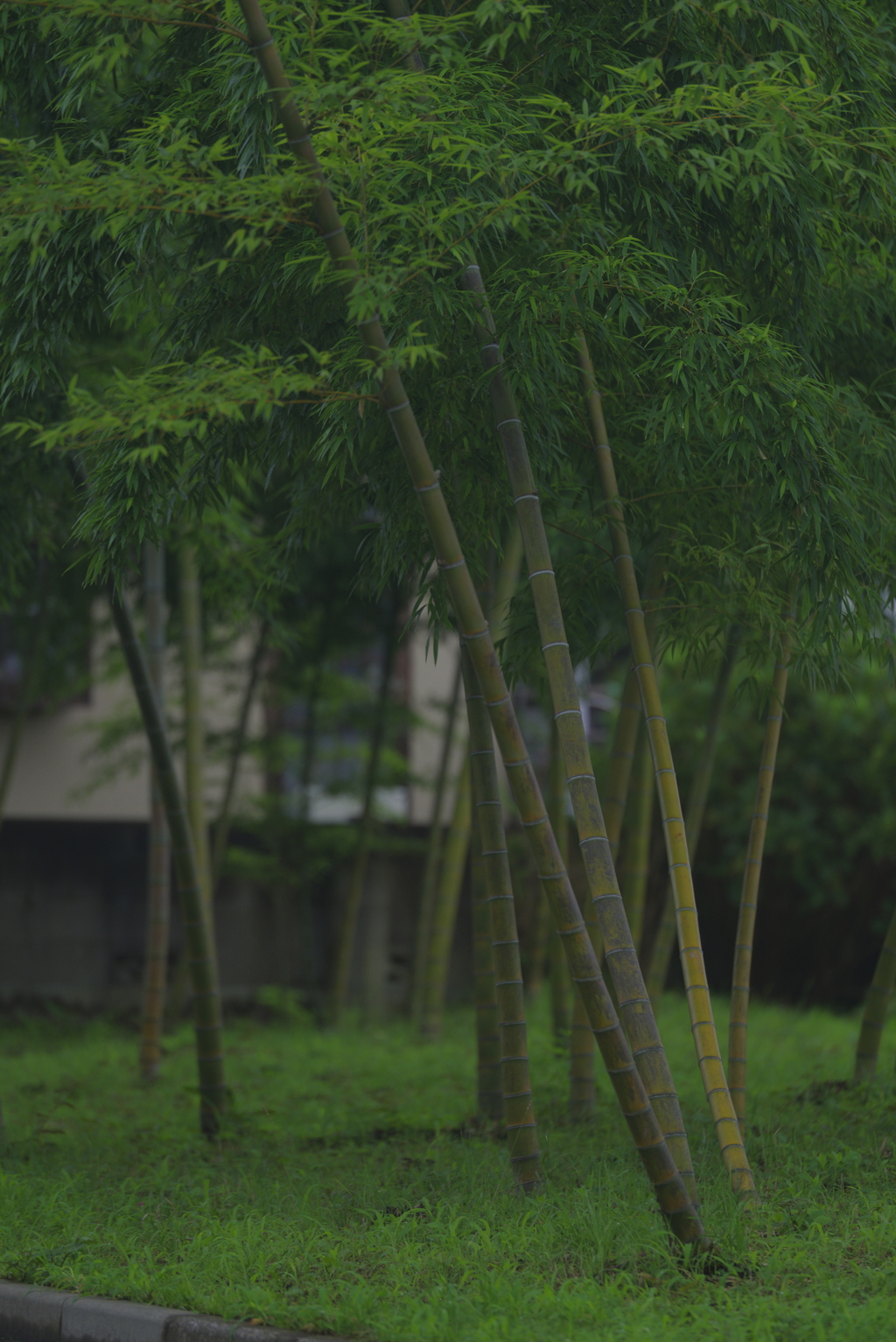 竹林