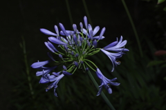 agapanthus