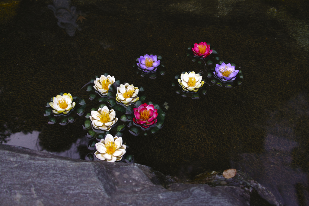 冬越しの睡蓮の花