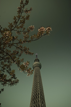 最後の河津桜１